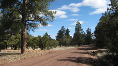 3344 Turkey Run, Overgaard, AZ 85933 photo 2