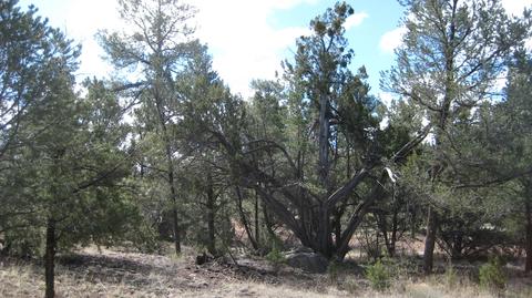 3344 Turkey Run, Overgaard, AZ 85933 photo 8