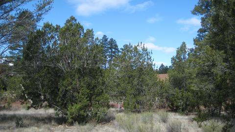 3344 Turkey Run, Overgaard, AZ 85933 photo 7