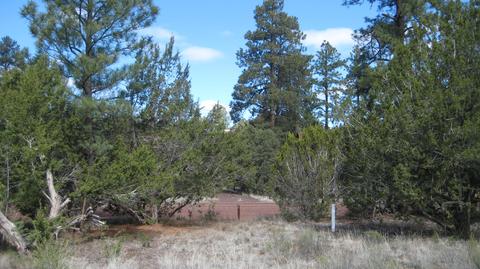 3344 Turkey Run, Overgaard, AZ 85933 photo 5