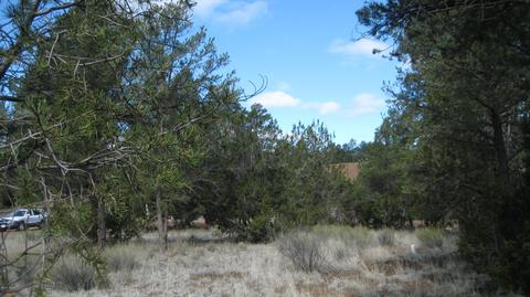 3344 Turkey Run, Overgaard, AZ 85933 photo 9
