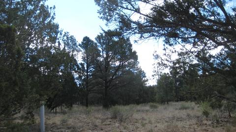 3344 Turkey Run, Overgaard, AZ 85933 photo 4
