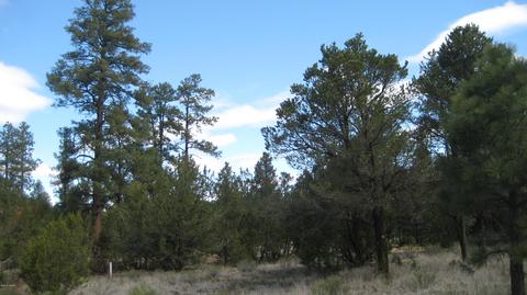 3344 Turkey Run, Overgaard, AZ 85933 photo 14