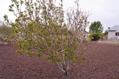 22 Putter Ln, Concho, AZ 85924 photo 16