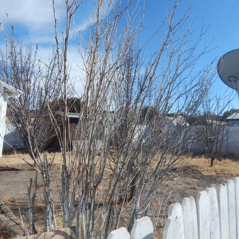 1135 S Dale St, Eagar, AZ 85925 photo 13