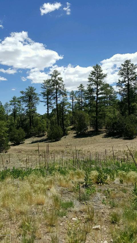 3349 Sawmill Ridge Loop, Heber, AZ 85928 photo 6