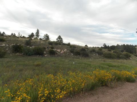 2806 Pine Hill Dr, Overgaard, AZ 85933 photo 2