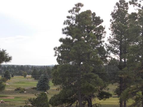 2806 Pine Hill Dr, Overgaard, AZ 85933 photo 1