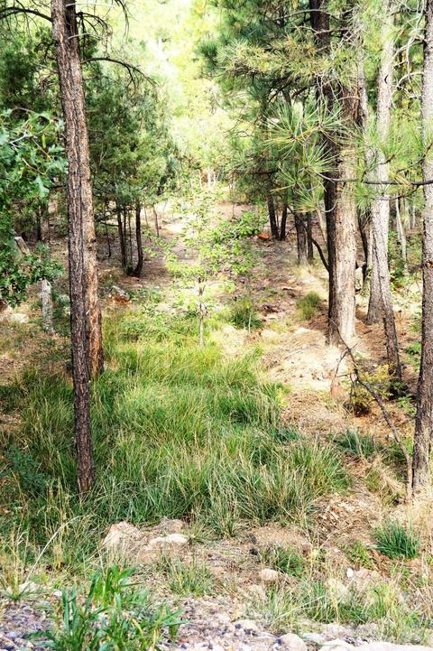 2310 E Hanging Tree, Show Low, AZ 85901 photo 6