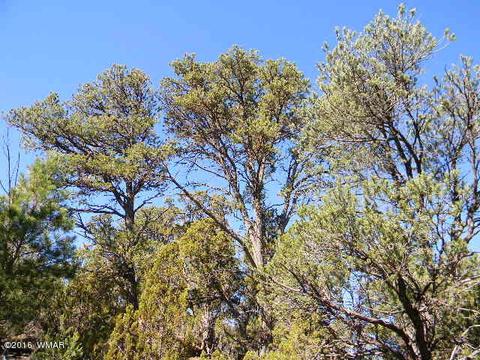 3686 Pine Rim Dr, Overgaard, AZ 85933 photo 5