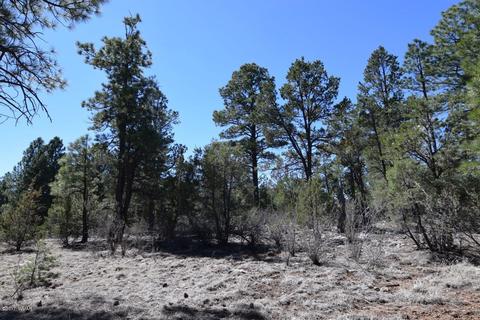 2974 Homestead Dr, Overgaard, AZ 85933 photo 14
