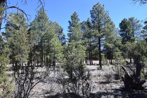 2974 Homestead Dr, Overgaard, AZ 85933 photo 12