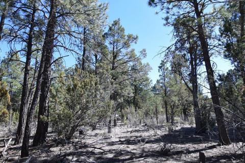 2974 Homestead Dr, Overgaard, AZ 85933 photo 11