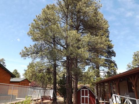 1982 Christmas Pine Cir, Overgaard, AZ 85933 photo 22