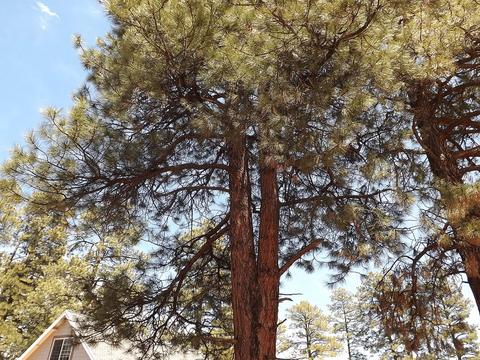 1982 Christmas Pine Cir, Overgaard, AZ 85933 photo 21