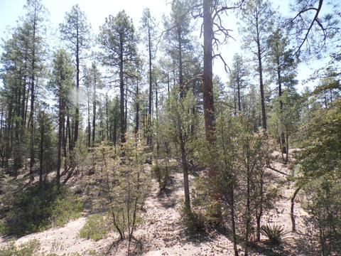 3109 E Game Trial, Payson, AZ 85541 photo 4