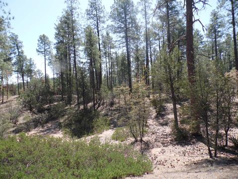 3109 E Game Trial, Payson, AZ 85541 photo 5