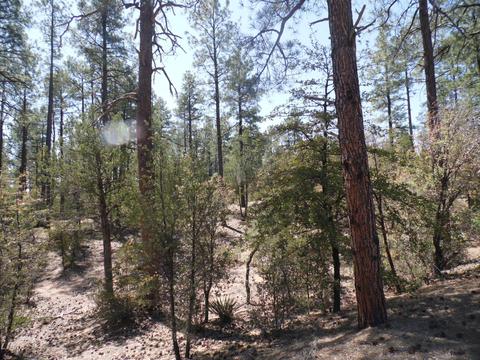3109 E Game Trial, Payson, AZ 85541 photo 1