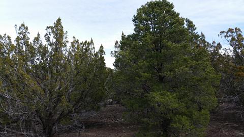 Lot 62 Stanford, Vernon, AZ 85940