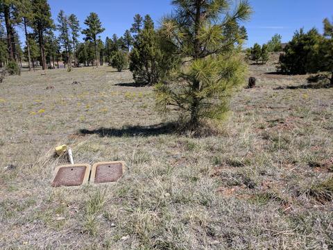 2254 Big Bear Cir, Overgaard, AZ 85933 photo 3