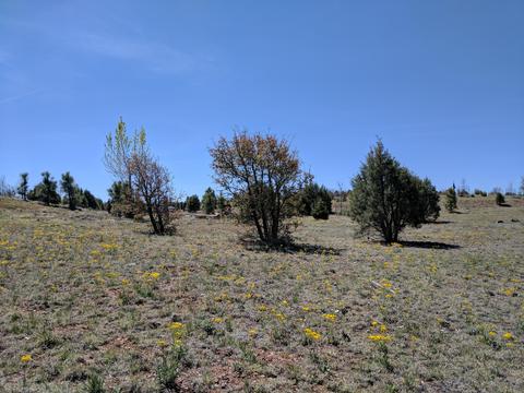 2254 Big Bear Cir, Overgaard, AZ 85933 photo 7