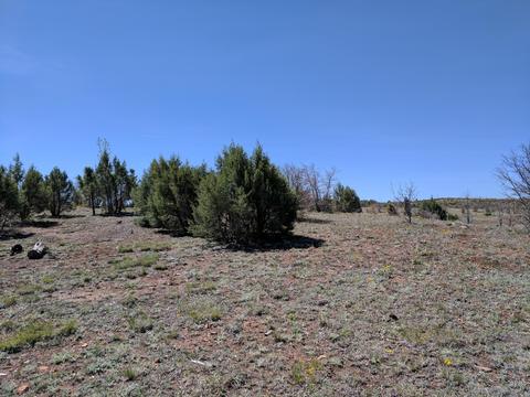 2254 Big Bear Cir, Overgaard, AZ 85933 photo 9