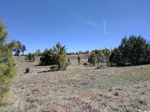 2254 Big Bear Cir, Overgaard, AZ 85933 photo 4