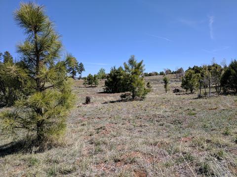 2254 Big Bear Cir, Overgaard, AZ 85933 photo 2