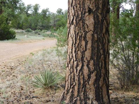 3318 Ox Bow Bnd, Overgaard, AZ 85933 photo 12