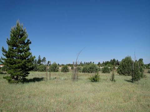 2714 Bain Trl, Overgaard, AZ 85933 photo 5