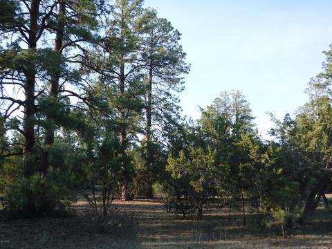 1928 Chevelon Rd, Overgaard, AZ 85933 photo 6