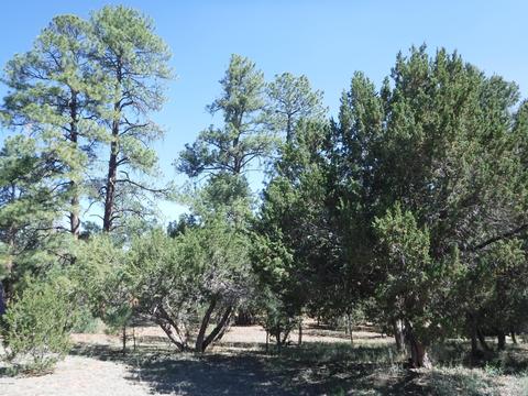 1928 Chevelon Rd, Overgaard, AZ 85933 photo 3