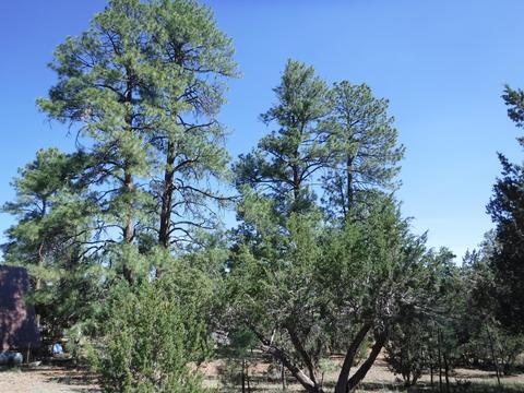 1928 Chevelon Rd, Overgaard, AZ 85933 photo 1