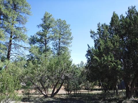 1928 Chevelon Rd, Overgaard, AZ 85933 photo 4