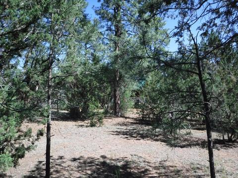 1928 Chevelon Rd, Overgaard, AZ 85933 photo 5