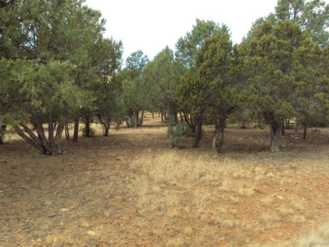 2748 Kittyhawk, Overgaard, AZ 85933 photo 4