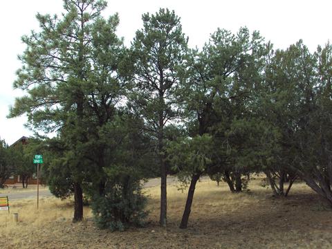 2748 Kittyhawk, Overgaard, AZ 85933 photo 5