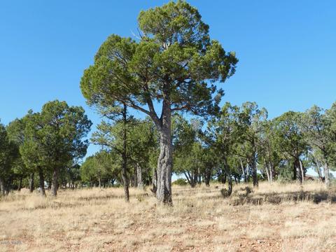 2356 Tomcat Cir, Overgaard, AZ 85933 photo 7