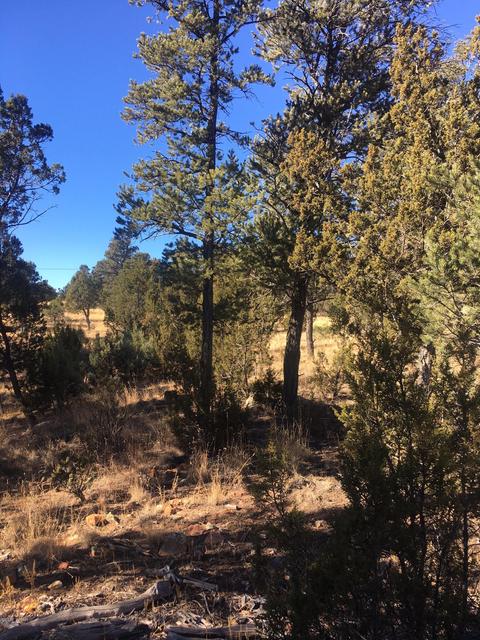 3330 Apache Dr, Overgaard, AZ 85933 photo 5