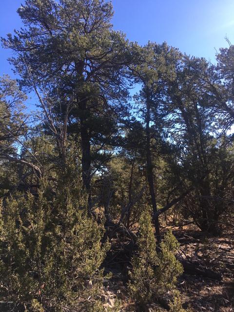 3330 Apache Dr, Overgaard, AZ 85933 photo 2