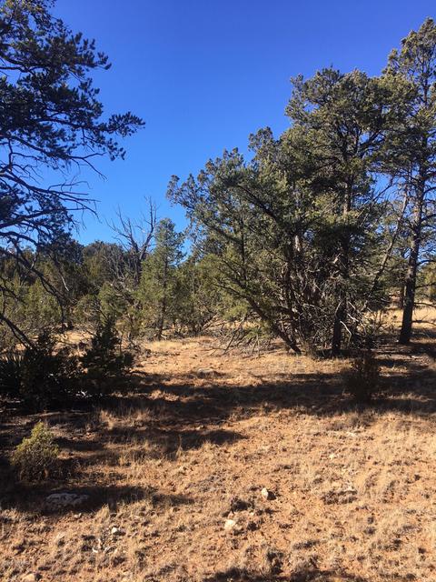 3330 Apache Dr, Overgaard, AZ 85933 photo 3