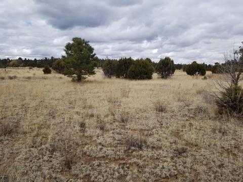 2282 Cabin Dr, Overgaard, AZ 85933 photo 2