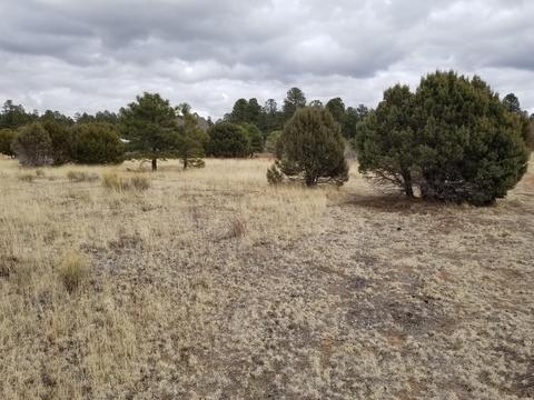 2282 Cabin Dr, Overgaard, AZ 85933 photo 8