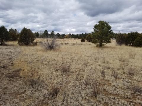 2282 Cabin Dr, Overgaard, AZ 85933 photo 1