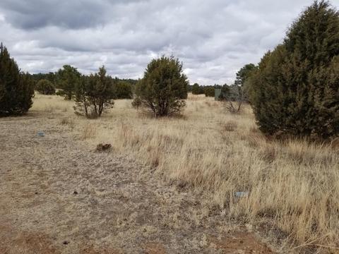 2282 Cabin Dr, Overgaard, AZ 85933 photo 4