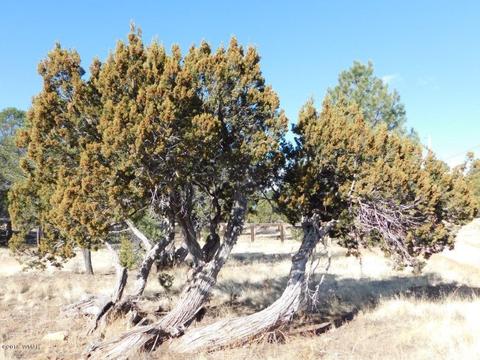 3231 Alkire Rd, Overgaard, AZ 85933 photo 4