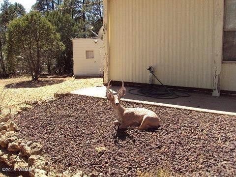 2800 Mogollon Dr, Overgaard, AZ 85933 photo 5