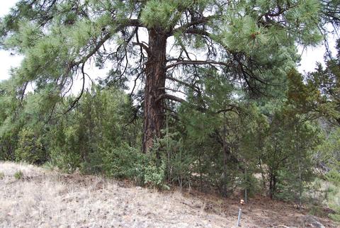3405 Navajo Dr, Overgaard, AZ 85933 photo 2