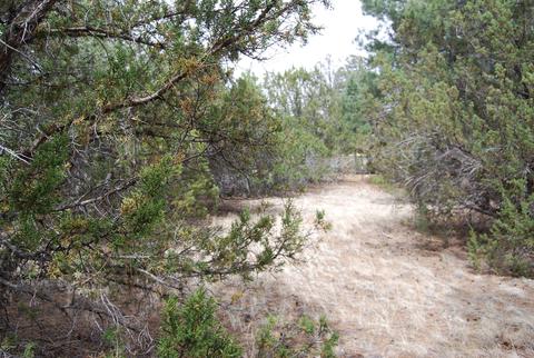 3405 Navajo Dr, Overgaard, AZ 85933 photo 4