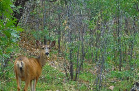 6280 Apache Trl, Show Low, AZ 85901 photo 37